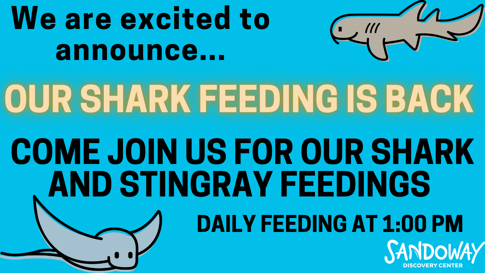 SHark feeding is back