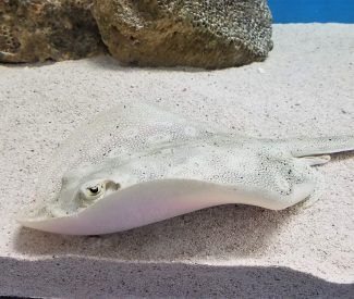 Stingray photo
