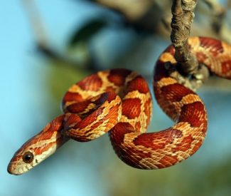corn-snake1