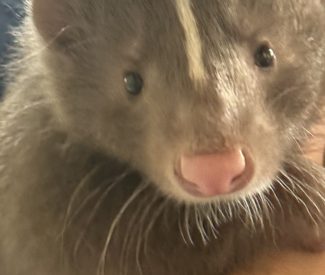 skunk
